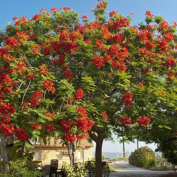 4 DELONIX REGIA (FLAMBOYANT) – Image 1