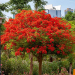 DELONIX REGIA (FLAMBOYANT) – Image 2