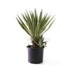 AGAVE ANGUSTIFOLIA