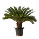 AR-CYCAS REVOLUTA