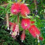 CALLISTEMON VIMINALIS