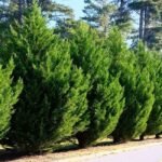 CUPRESSUS SEMPERVIRENS