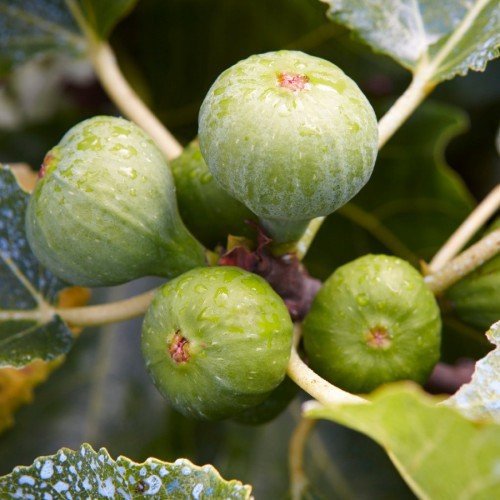 FICUS CARICA ( figuier blanc) FICUS CARICA ( figuier blanc) – Image 1