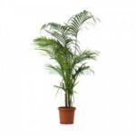 HOWEA FORSTERIANA (KENTIA )