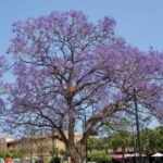 JACARANDA MIMOSIFOLIA (FLAMBOYANT BLEU) (SE) – Image 3