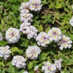 LIPPIA NODIFLORA