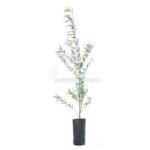 OLEA EUROPAEA (ARBEQUINA) (OLIVIER)