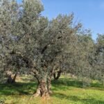 OLEA EUROPAEA (OLIVIER)