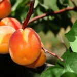 PRUNUS ARMENIACA (ABRICOTIER)