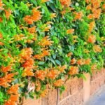 PYROSTEGIA VENUSTA (LIANE AURORE LIANE CORAIL LIANE DE FEU)