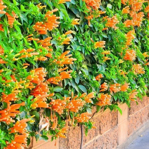 PYROSTEGIA VENUSTA (LIANE AURORE LIANE CORAIL LIANE DE FEU) PYROSTEGIA VENUSTA (LIANE AURORE LIANE CORAIL LIANE DE FEU) – Image 1