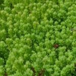 SEDUM ACRE VERT CLAIR