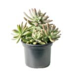 SEDUM HISPANICUM
