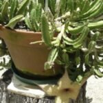 STAPELIA