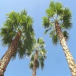 WASHINGTONIA FILIFERA (PALMIER DE CALIFORNIE PALMIER A JUPON) (SE)