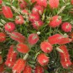 CALLISTEMON VIMINALIS – Image 2