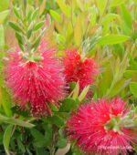 CALLISTEMON VIMINALIS – Image 3