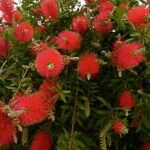 CALLISTEMON VIMINALIS – Image 4