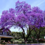 JACARANDA MIMOSIFOLIA (FLAMBOYANT BLEU) (SE)