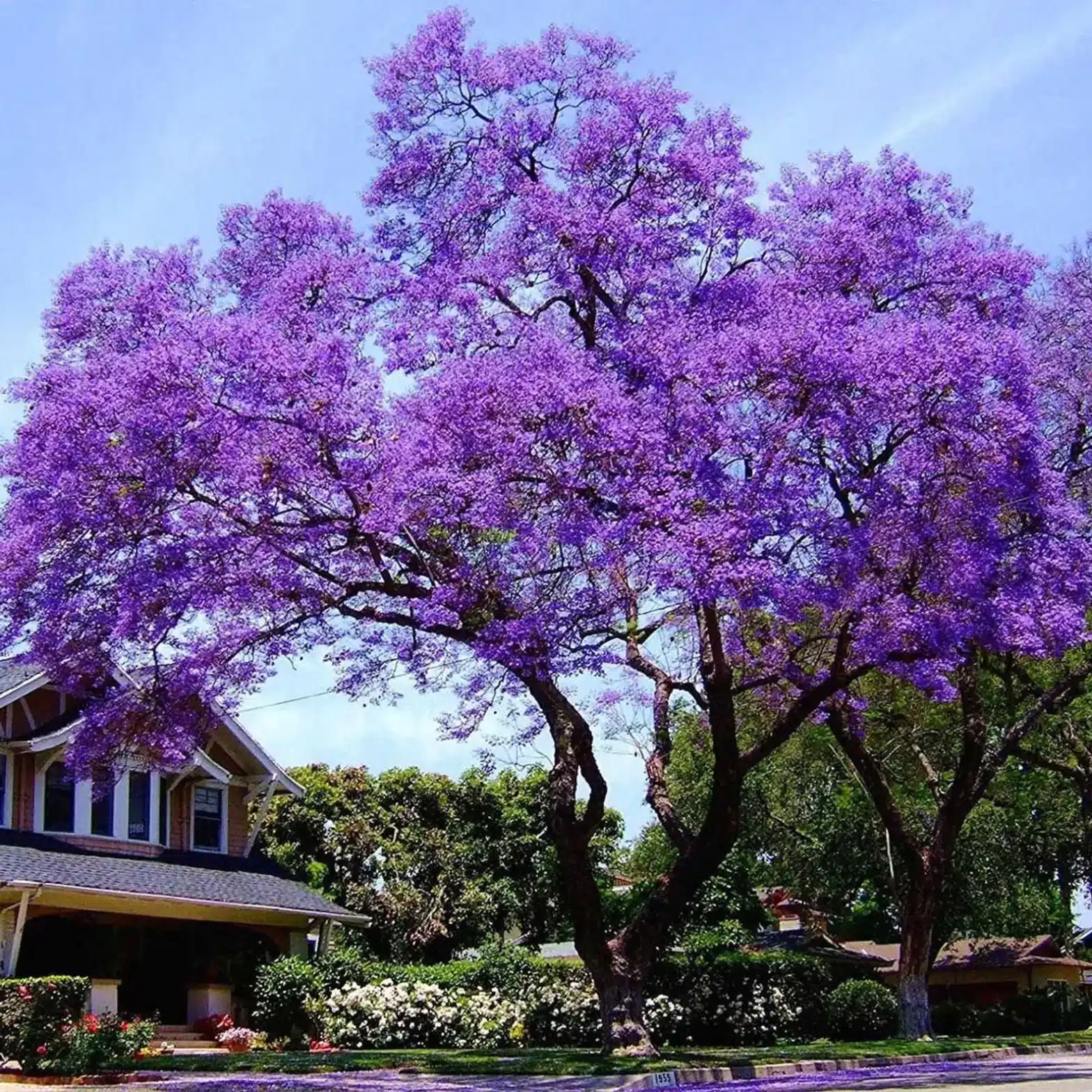 plante41 JACARANDA MIMOSIFOLIA (FLAMBOYANT BLEU) (SE) – Image 1