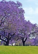 JACARANDA MIMOSIFOLIA (FLAMBOYANT BLEU) (SE) – Image 2