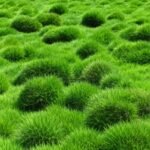 ZOYSIA JAPONICA