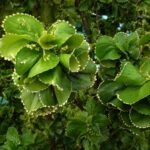ACALYPHA VERTS