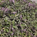 VITEX TRIFOLIA (GATTILIER TRIFOLIE) BOULE