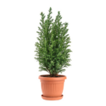 CUPRESSUS SEMPERVIRENS – Image 2